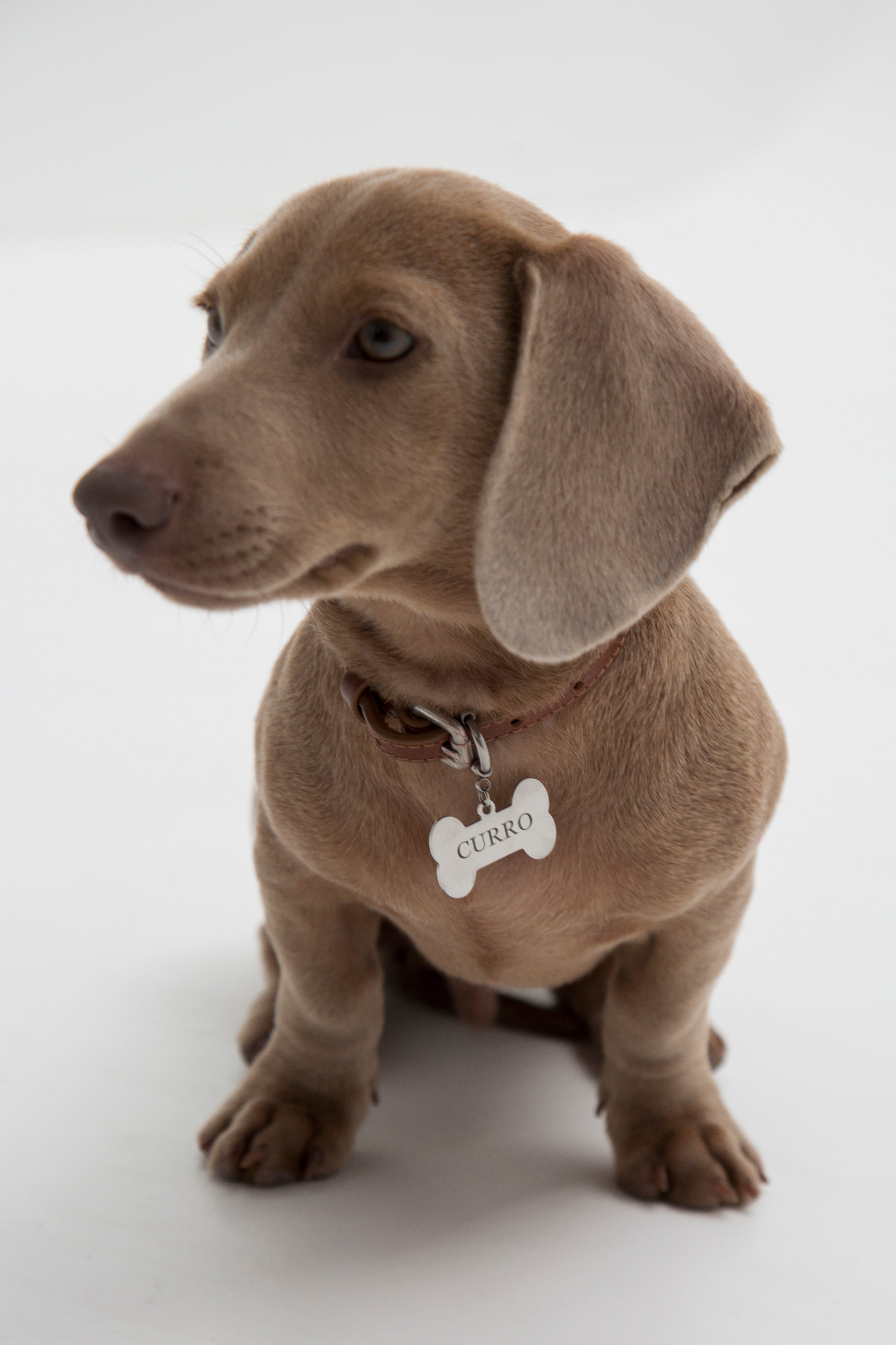 Badge pour chien personnalisable