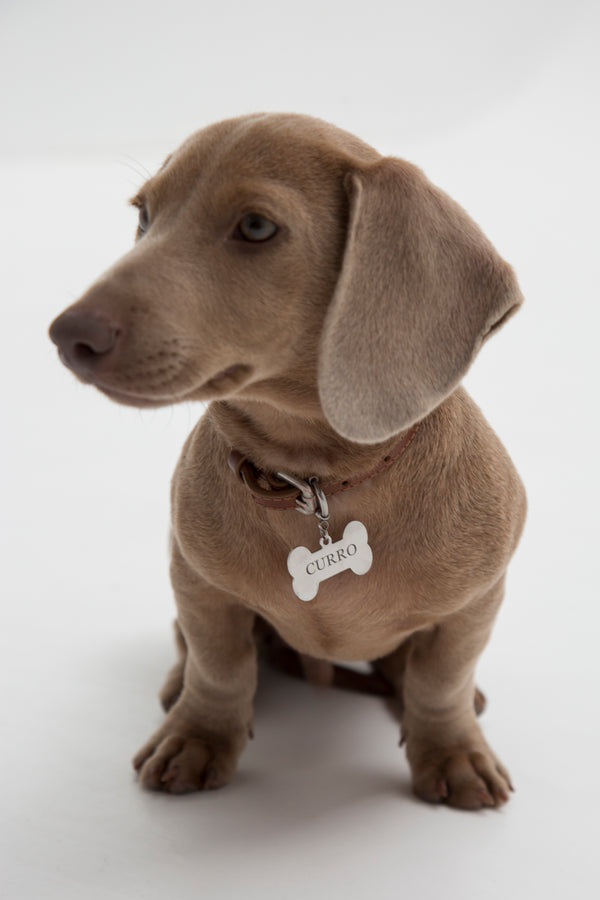 Chapita Personalizable Dog